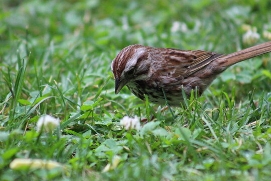 Sparrow looking for some bird seed