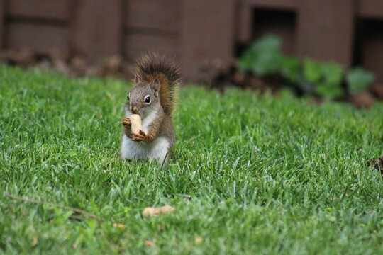 Red and Gray Squirrel eating peanuts