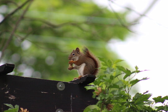 Red and Gray Squirrel eating peanuts
