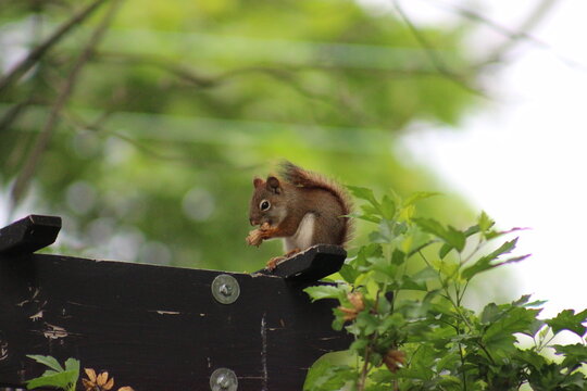 Red and Gray Squirrel eating peanuts
