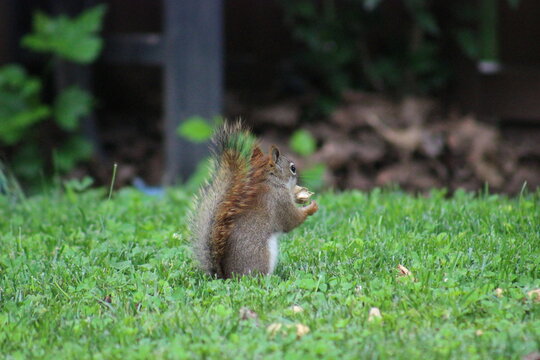Red and Gray Squirrel eating peanuts