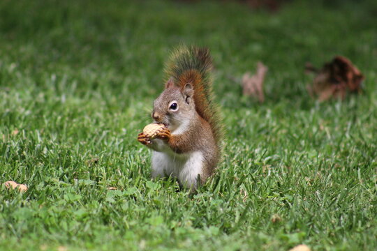 Baby red squirrel eating peanuts