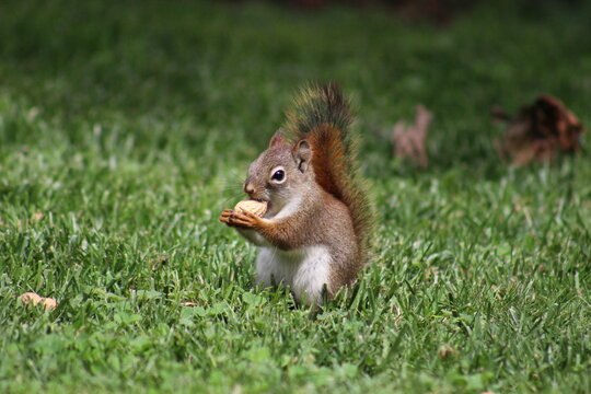 Baby red squirrel eating peanuts
