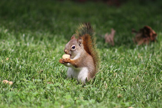 Baby red squirrel eating peanuts
