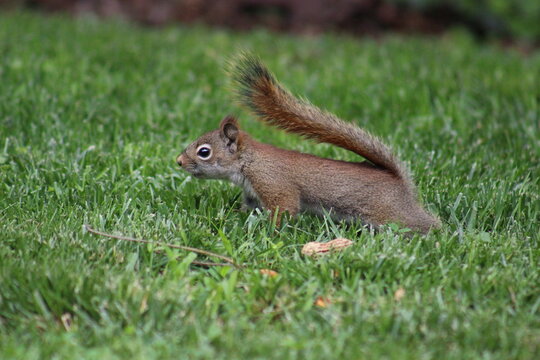 Baby red squirrel eating peanuts