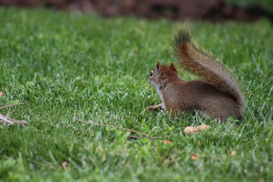 Baby red squirrel eating peanuts