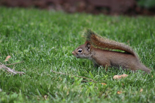 Baby red squirrel eating peanuts