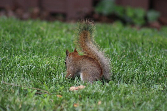 Baby red squirrel eating peanuts