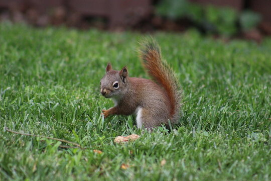 Baby red squirrel eating peanuts