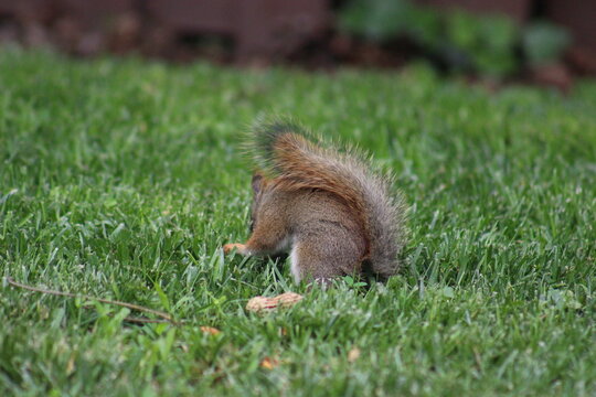 Baby red squirrel eating peanuts