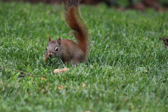 Baby red squirrel eating peanuts