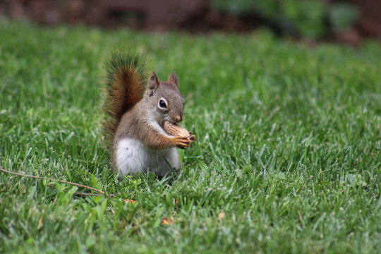 Baby red squirrel eating peanuts