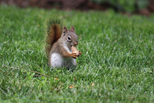 Baby red squirrel eating peanuts