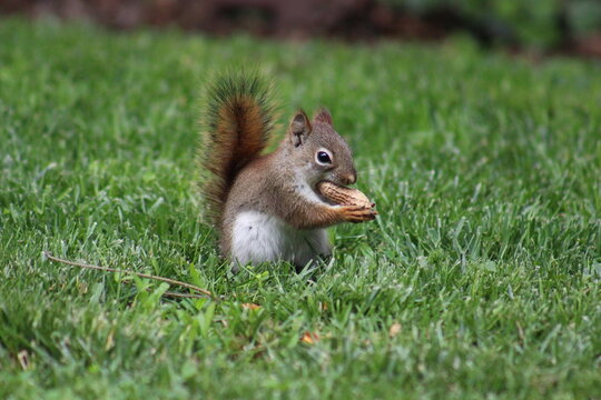 Baby red squirrel eating peanuts