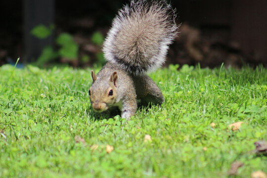 Red and Gray Squirrel eating peanuts