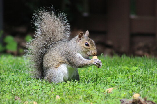 Red and Gray Squirrel eating peanuts