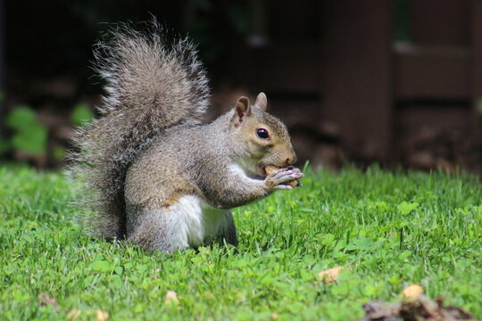 Red and Gray Squirrel eating peanuts