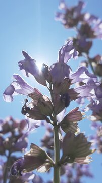Vertical footage, Bottom-up view of blue common sage flowers, Salvia officinalis sway in wind in blue sky background, backlit by sun