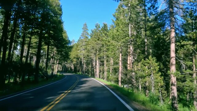 Driving through a forest road with tall trees, greenery, and sunlight filtering through the canopy, creating a peaceful nature travel scene.
