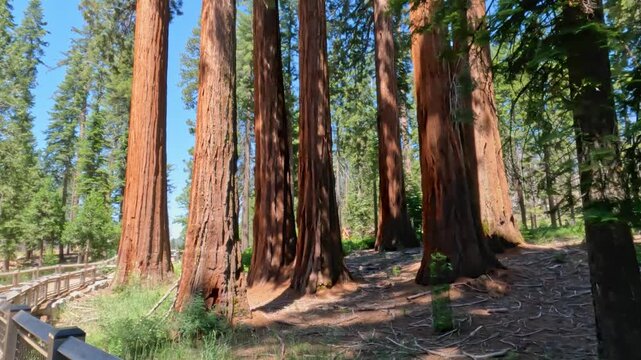 Mariposa Grove of Giant Sequoias in Yosemite National Park, sunlight filters through the towering canopy, revealing scale and timeless beauty of some of the world's largest and oldest living trees