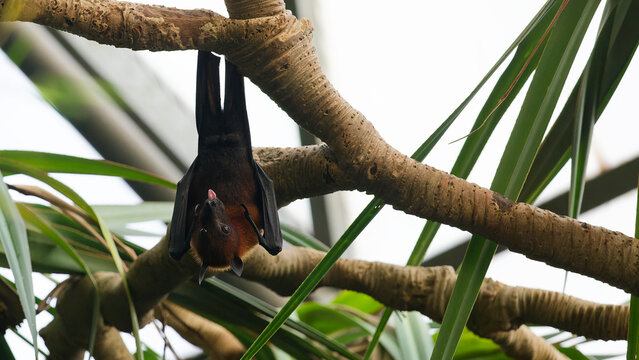 Flying fox bat hanging upside down from tree branch