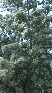 Vertical footage, variety of beetles of various species feed on small white flowers of blooming Scarlet firethorn (Pyracantha coccinea), panorama