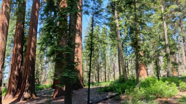 Mariposa Grove of Giant Sequoias in Yosemite National Park, sunlight filters through the towering canopy, revealing scale and timeless beauty of some of the world's largest and oldest living trees