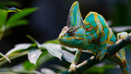 Obraz premium Veiled chameleon perching on branch in nature