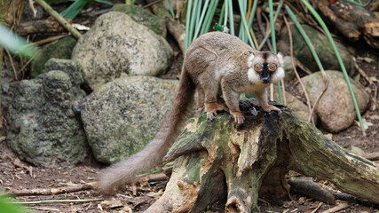 Fototapeta premium Brown lemur standing on tree trunk looking at camera