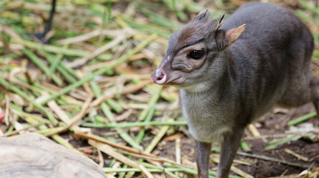 Blue duiker philantomba monticola standing on ground
