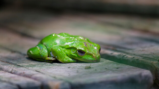 Green tree frog resting on wooden surface