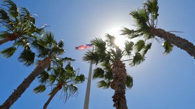 Palm trees against a clear blue sky, featuring tropical scenery, green fronds, and sunny weather.