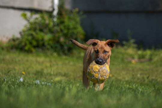 Playful Mixed Breed Dog Running with Soccer Ball Across Backyard