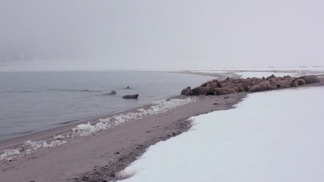 Observe a majestic group of Arctic Walruses, Odobenus rosmarus, gathered in the icy shallows.