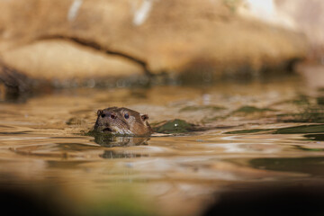 Fototapeta premium Close-up portrait of an otter swimming at water level with selective focus and natural sunlight. The low angle perspective highlights facial expression and creates an immersive wildlife composition.