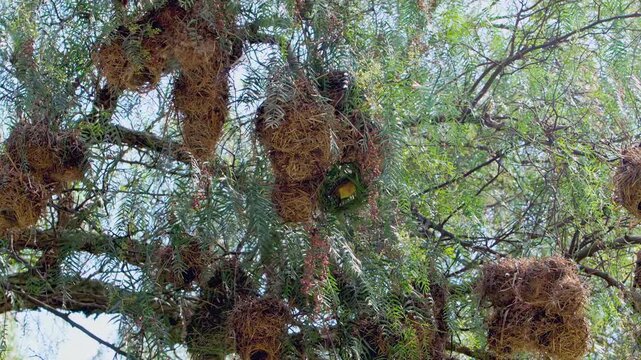 Bright sunlight filters through the leaves as a weaver bird skillfully creates its nest, weaving together tufts of grass and twigs with precision. The tree becomes a home filled with nature's artistry