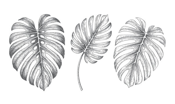 Collection of monstera leaves with detailed botanical engraving textures.
