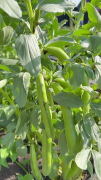 Junge Ackerbohnen (Vicia faba) mit langen gr&uuml;nen H&uuml;lsen im Gem&uuml;segarten | Hochformat