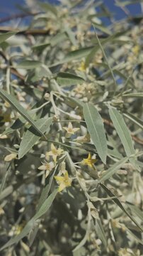 Vertical footage, Close-up of small flowers and leaves of blooming Silverberry or Oleaster tree