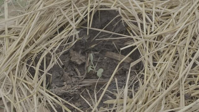 Close-up of a young green seedling emerging through straw mulch in fertile soil. This image represents sustainable agriculture, organic farming, regenerative farming practices, soil conservation