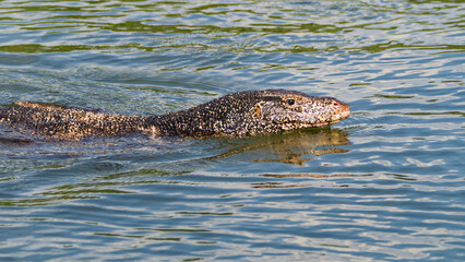 Fototapeta premium Water monitor lizard swimming in natural habitat lake