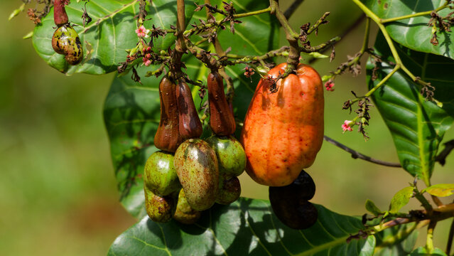 Cashew apples with nuts growing on tree branch