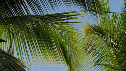 Fototapeta premium Green palm fronds against clear blue sky