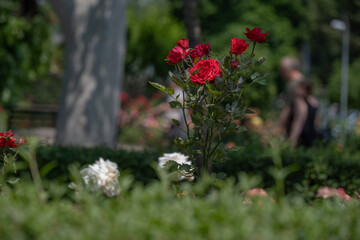 Naklejka premium Red Roses Blooming in Public City Garden During Summer