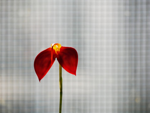 single isolated bright red orchid blossom in front of a gray trist gridded background 