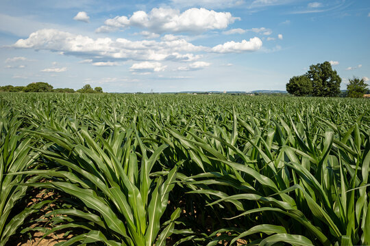 Corn or maize in early stage of development. It is a staple food in much of the world and used to feed livestock, make ethanol fuel and thousands of other products like carpet, make-up or aspirin.  