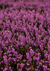 Obraz premium Close-up view of wild purple heather flowers blooming in a dense cluster, creating a beautiful textured natural carpet perfect for backgrounds, flower, outdoors, garden