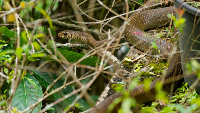 Oriental rat snake camouflaging among garden foliage