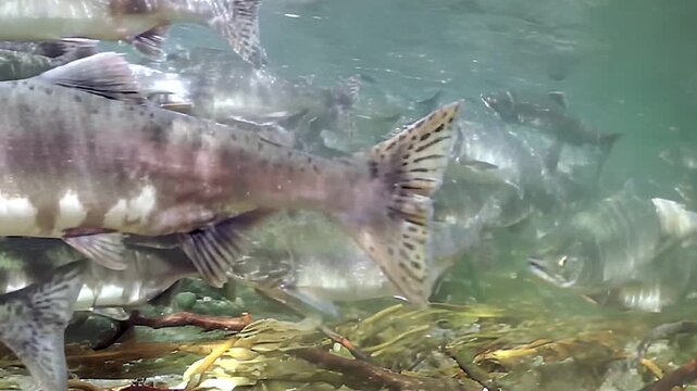 Experience mesmerizing underwater world where vibrant school of salmon dances swims together. Their shimmering bodies glide gracefully through calm, clear waters, showcasing nature's beauty in unison.