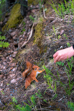 Small red squirrel stands on moss-covered woodland bank while reaching toward human hand near grassy ground, creating close wildlife interaction scene